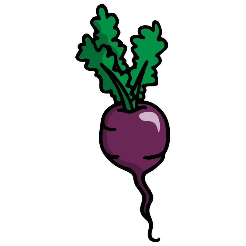 Radieschen Rote Beete Radish beetroot betterave