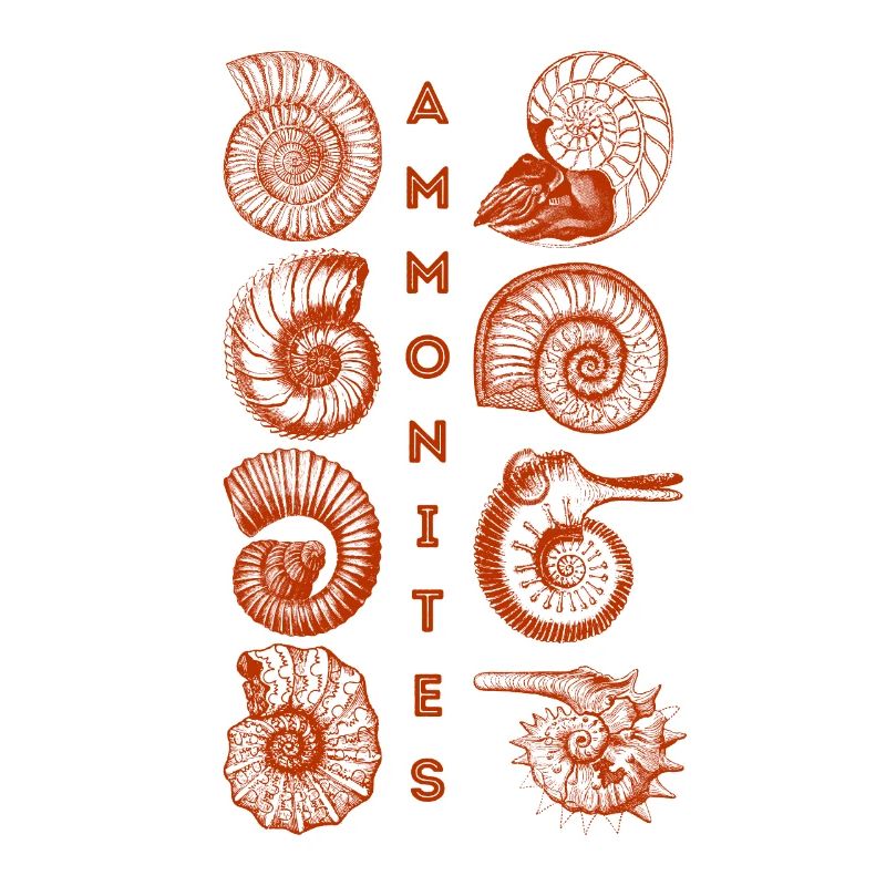 AMMONITES - Fossil - Paleontology - Student