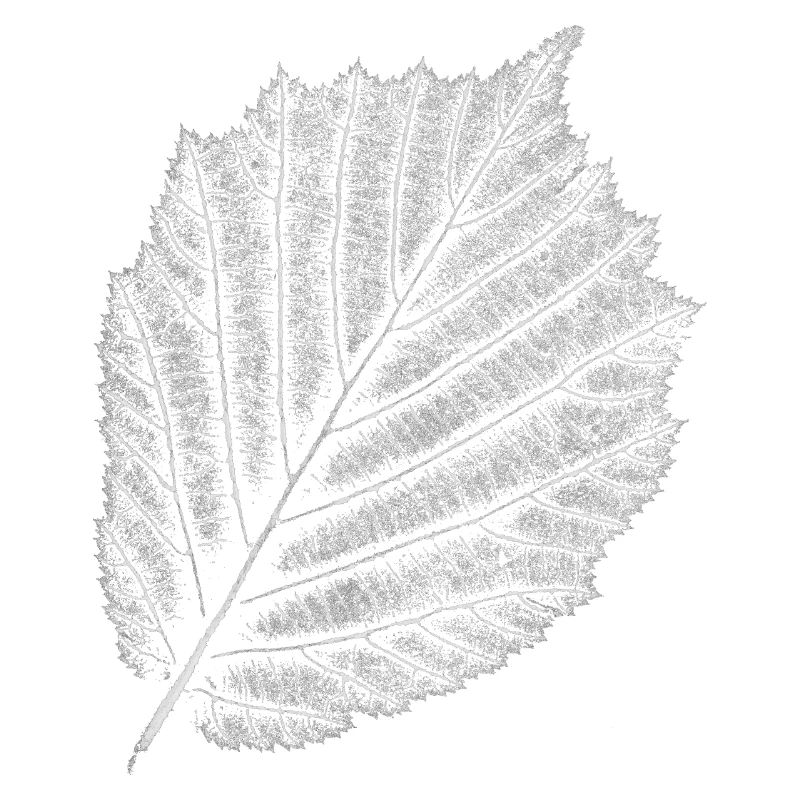 Leaf / Hazel / Hazelnut