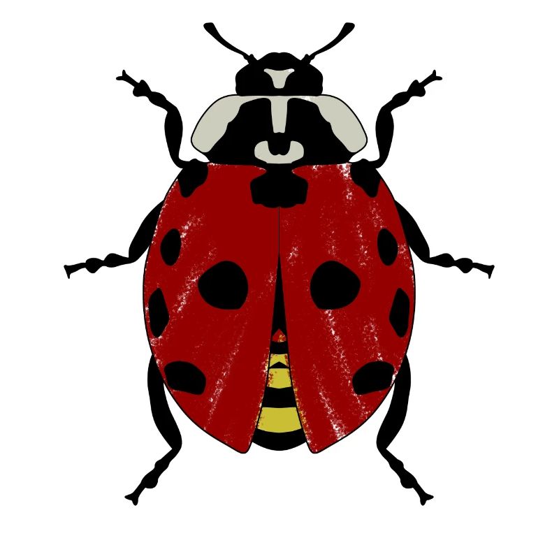 Ladybug Ladybugs