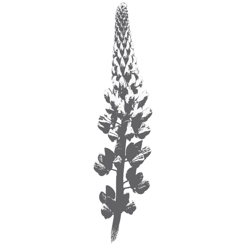 Fleur de lupin