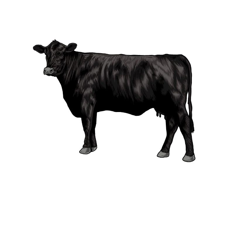Zeichnung eines Black Angus Rind