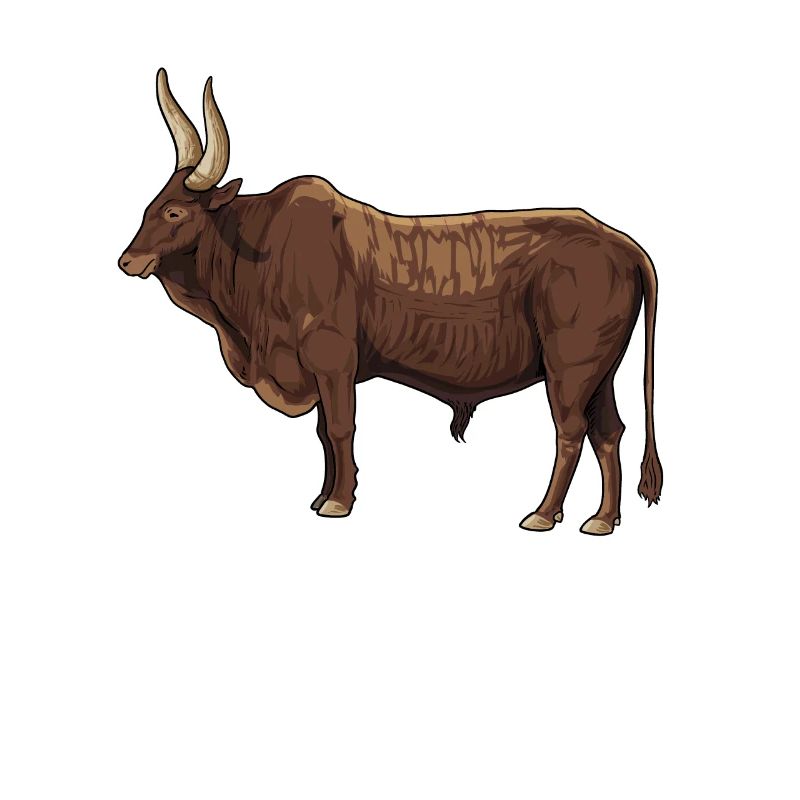 Dessin d’une vache Ankole
