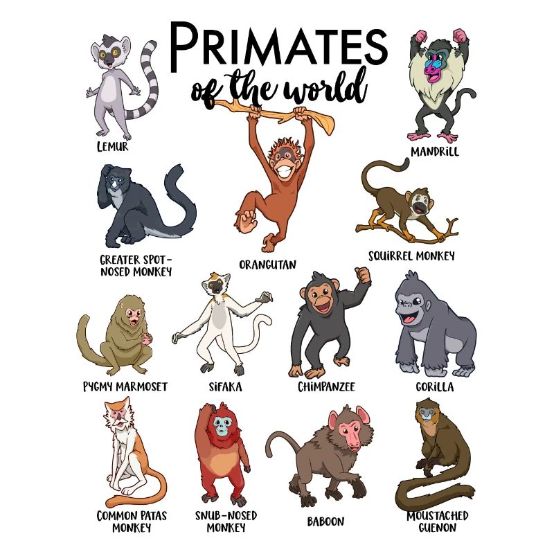 Différents singes - Types de primates