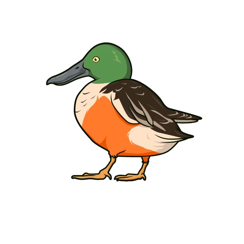 Drawing of a Shoveler