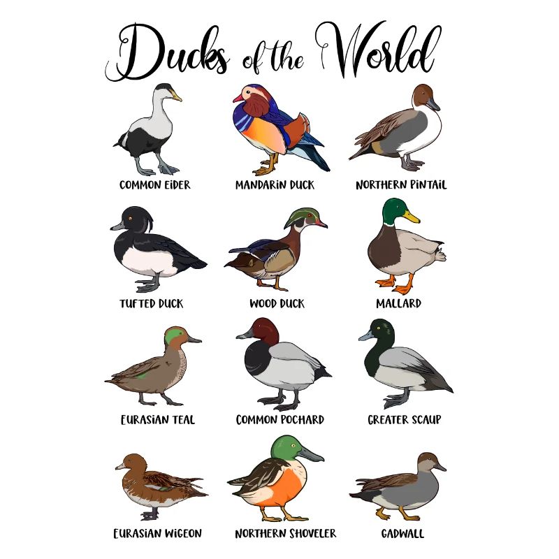 Différents canards - types de canards