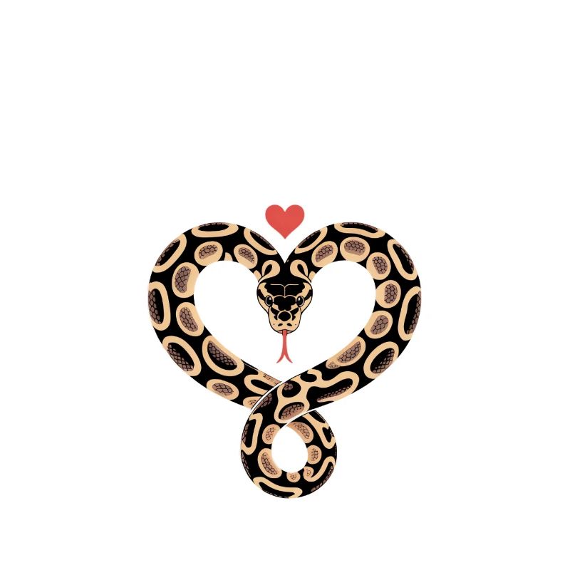 J’adore mon python royal ! Roi python
