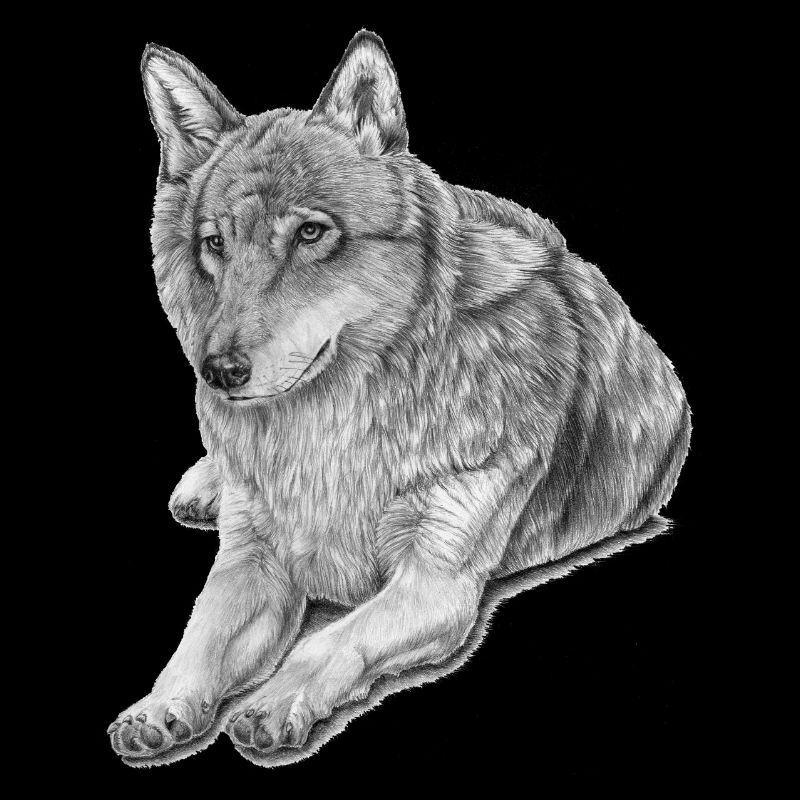 Grey Wolf