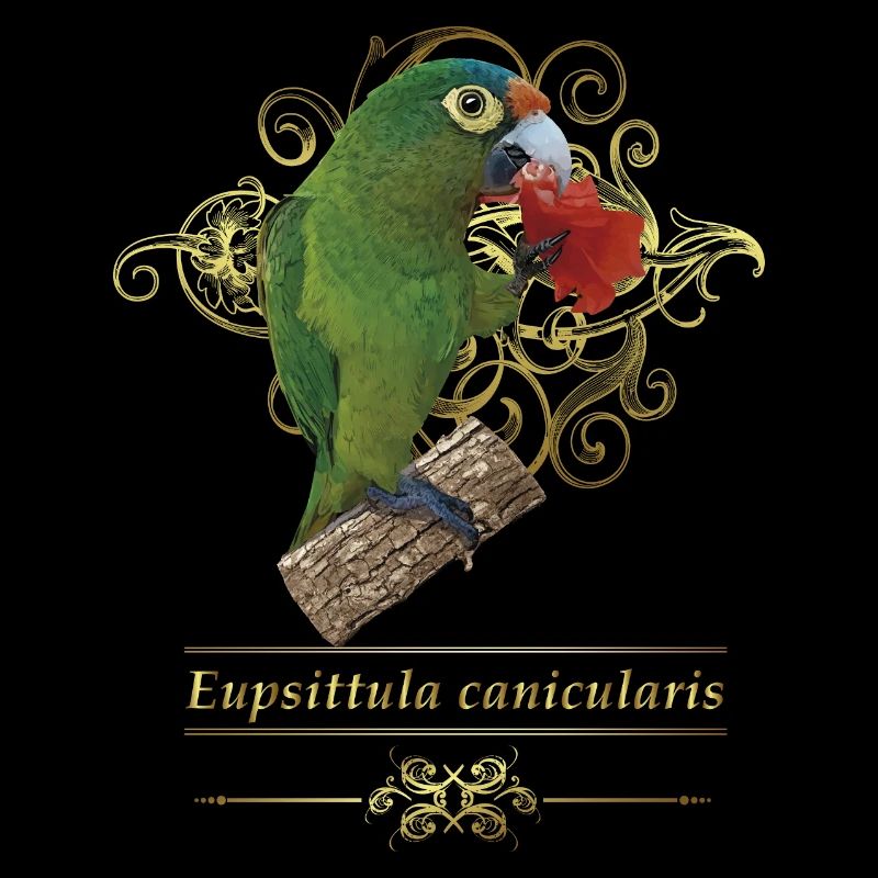 The orange-fronted parakeet