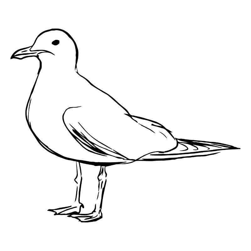 Mouette