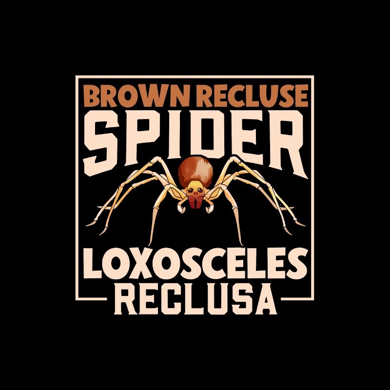Araignée recluse brune