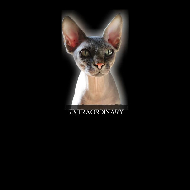 extraordinary Sphinx Katze