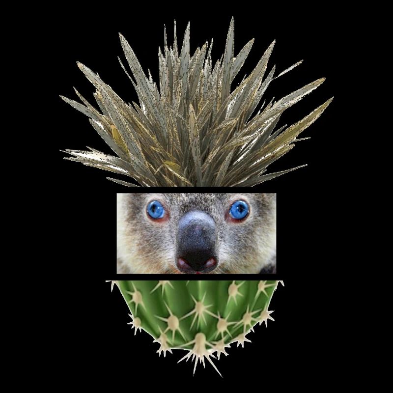 Koala Azur Cactus Collage