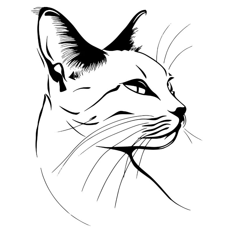 Chat, Motif De Chat, Visage De Chat