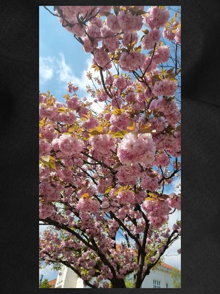 Sakura Flowers