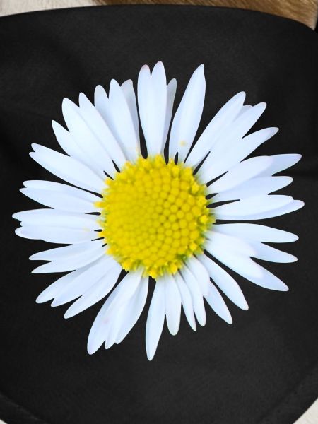 Daisy