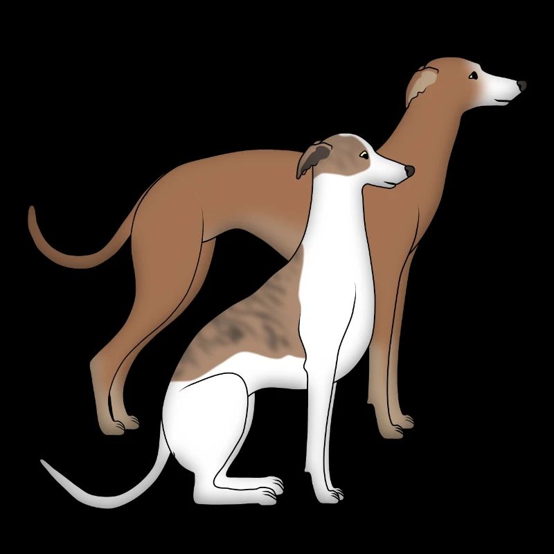 Two whippets