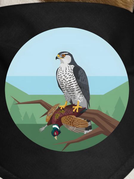 Goshawk with pheasant