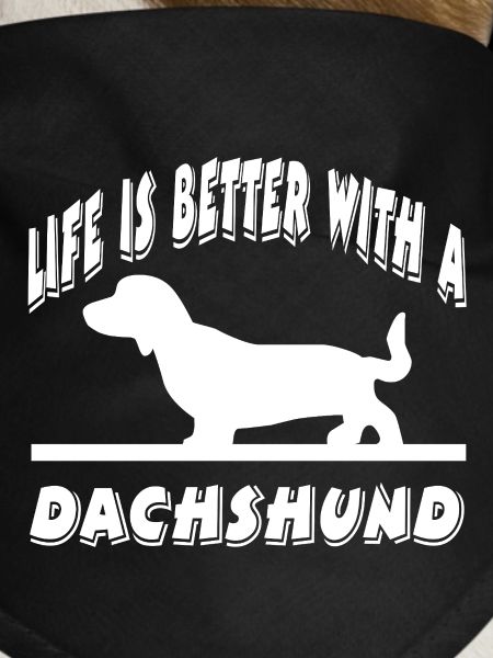 Dachshund
