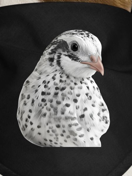 Snow Quail Portrait