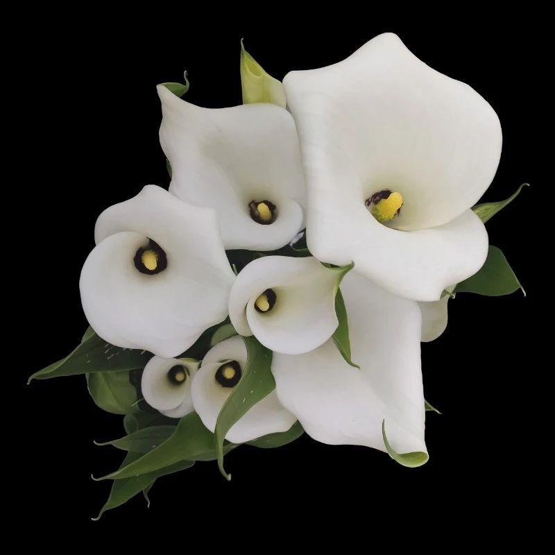 CALLAS BLANCS