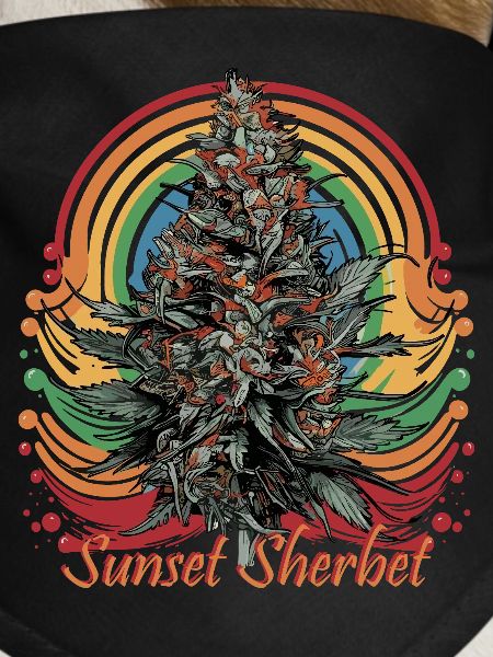 Sunset Sherbet
