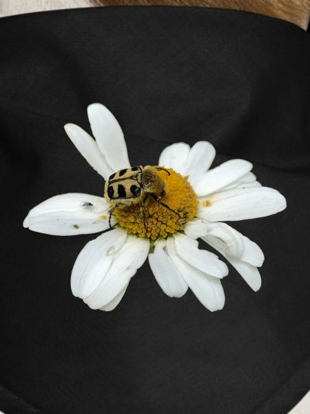 Chafer à abeilles