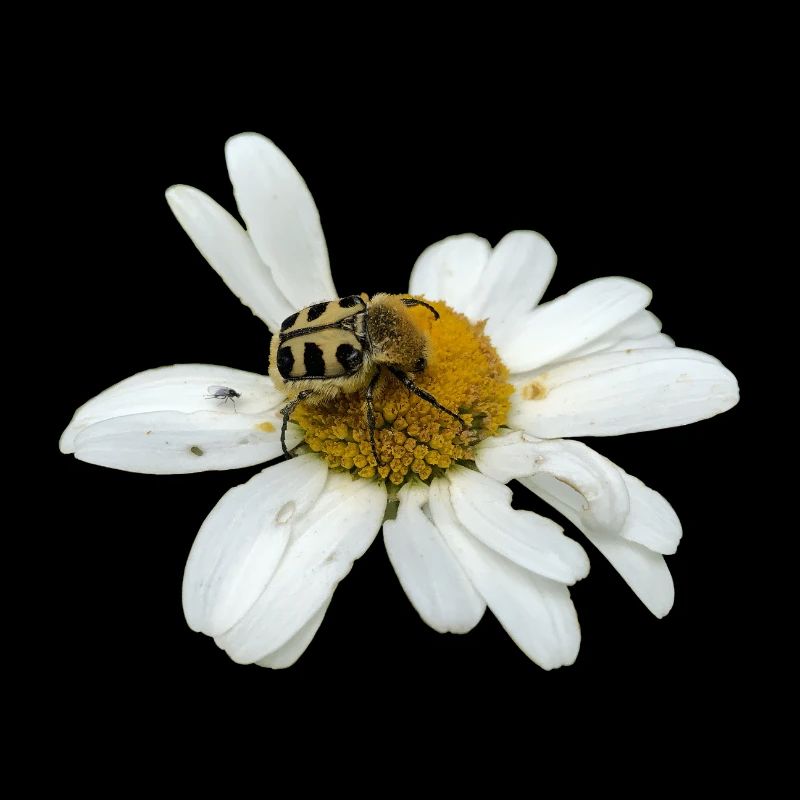 Pinselkäfer