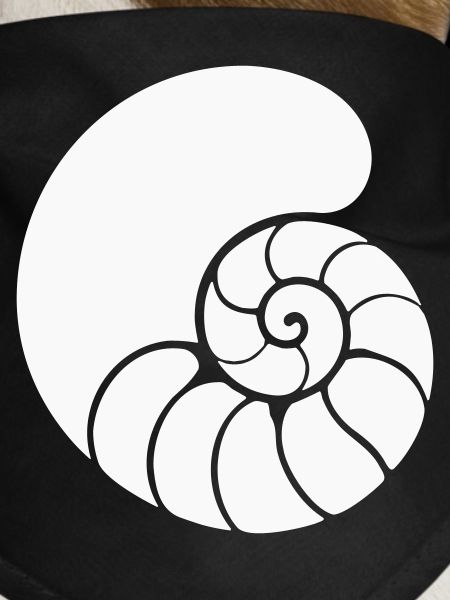 Spiral Pattern Shell