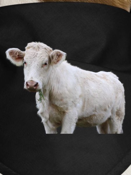 Cow