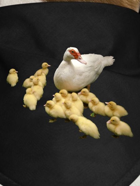 Flying duck with chicks