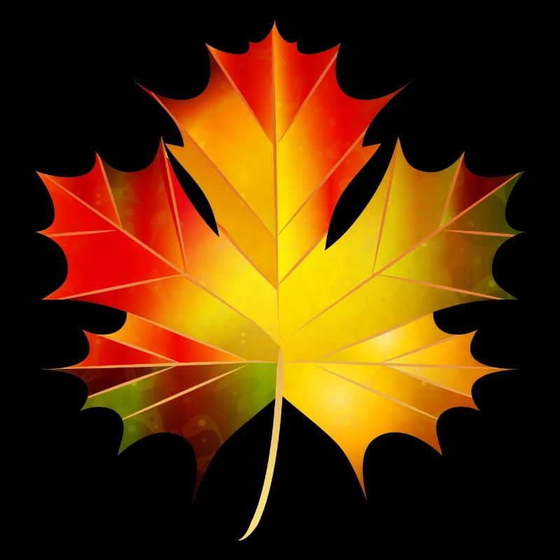 beautifully glowing autumn maple leaf