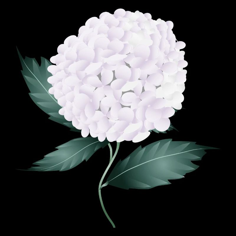 White hydrangea blossom – elegance and lightness