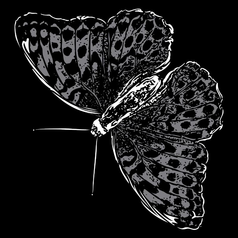 Aile de papillon Papillon Papillon