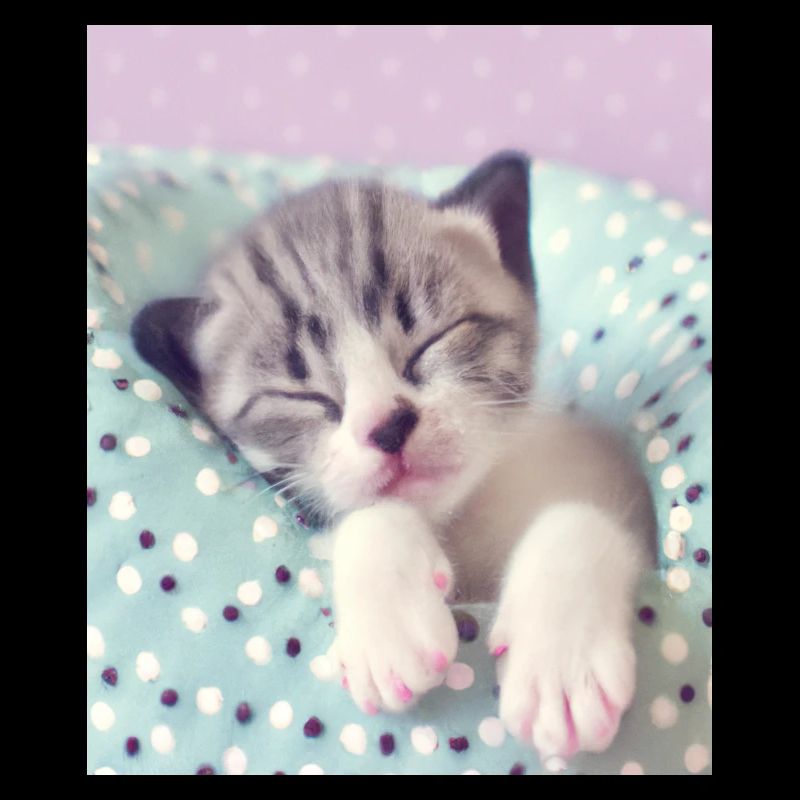 Mignon bébé chaton