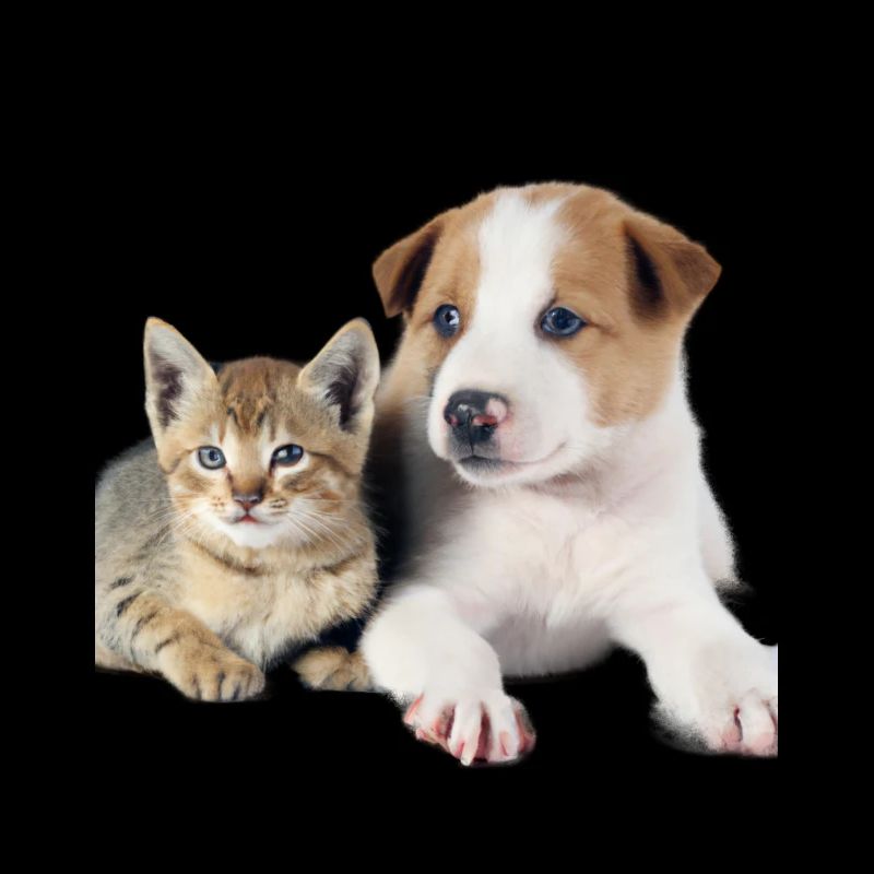 Chiot et chaton mignons