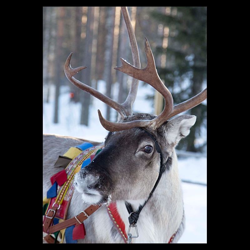Reindeer