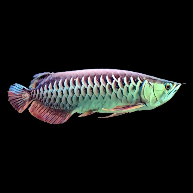 Asian Arowana Monster Fish Keeper