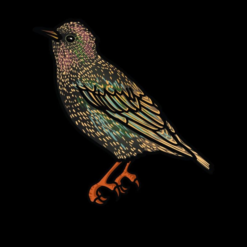 Étourneau sansonnet de l’année Étourneau sansonnet sansonnet