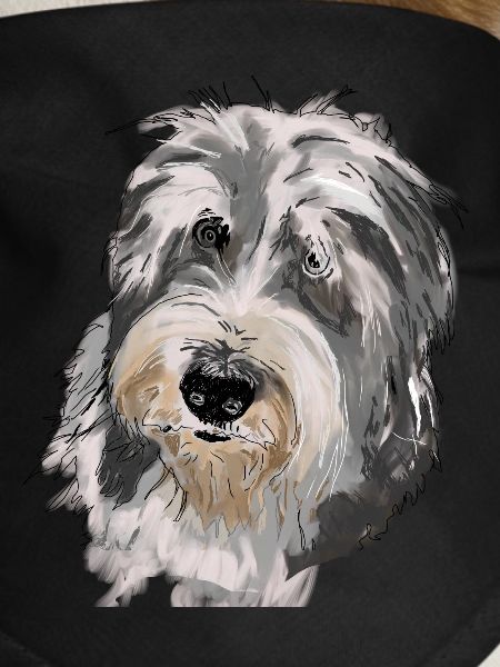 Bearded Collie