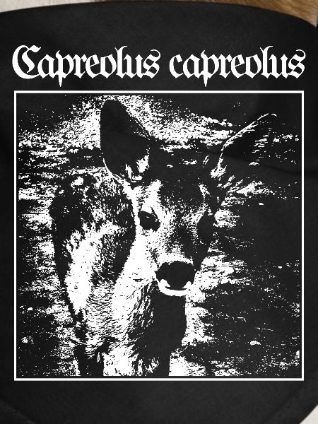 Capreolus capreolus