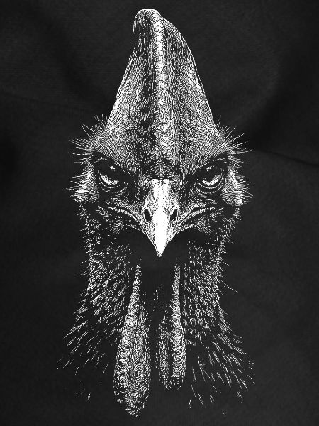 Cassowary
