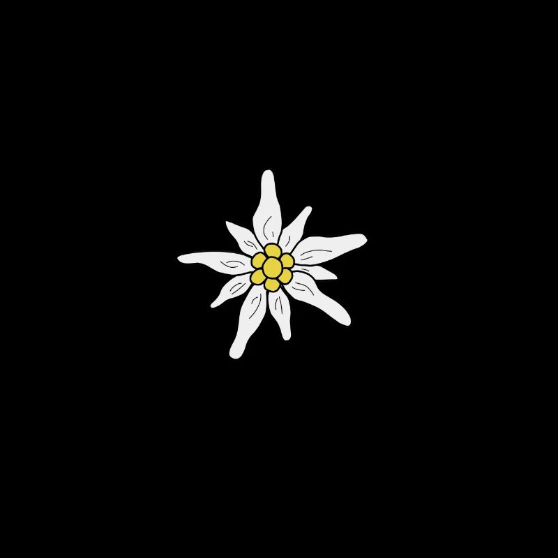 Edelweiss / fleur de montagne dessinés à la main