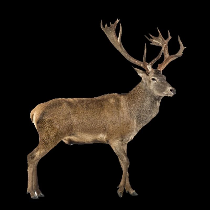 red deer