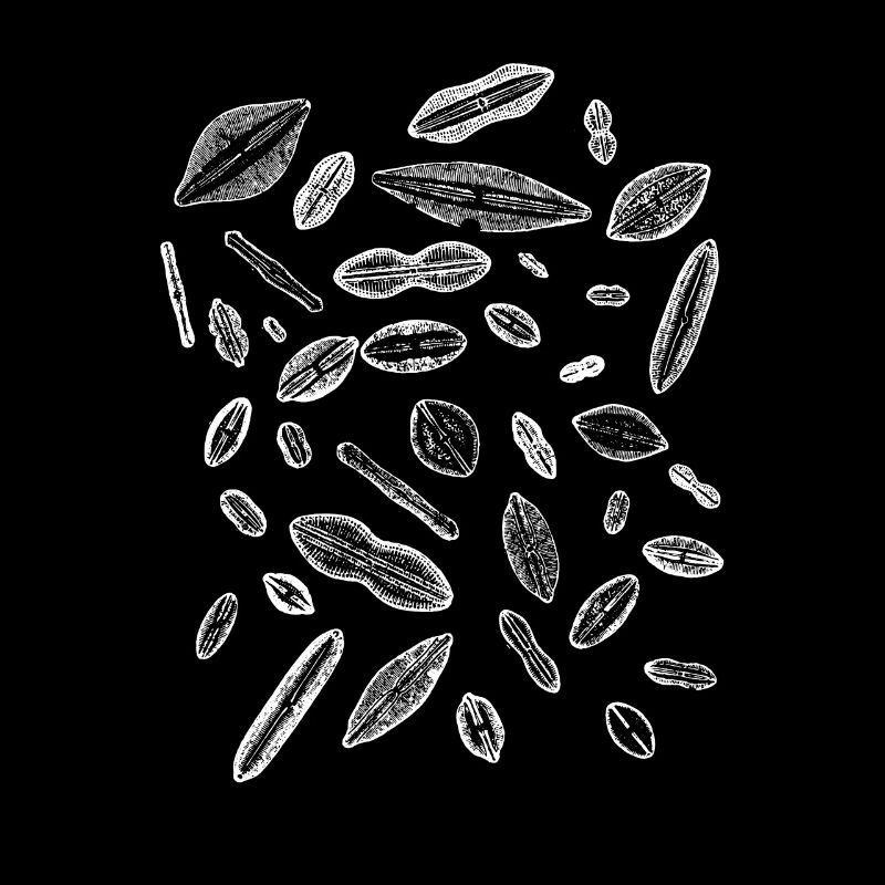 diatoms, algae diatom