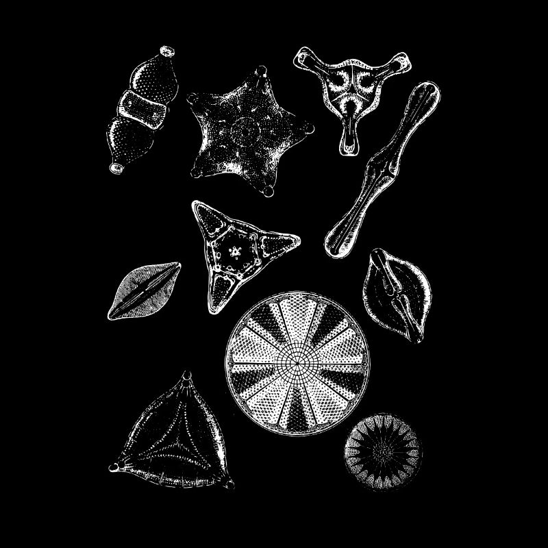 diatoms, algae diatom