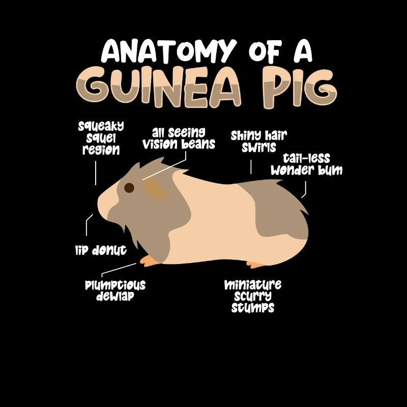 Anatomie eines Meerschweinchens