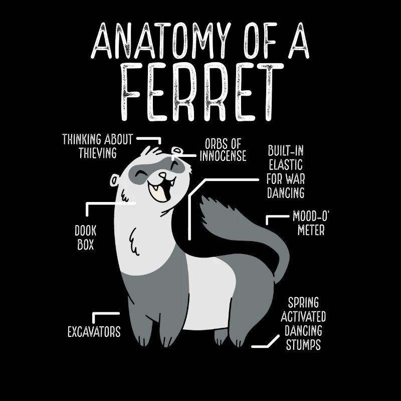 Anatomie Eines Frettchens