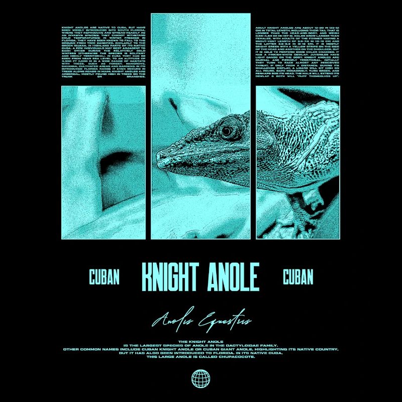 Cuban Knight Anole Lizard Owner Reptile Keeper