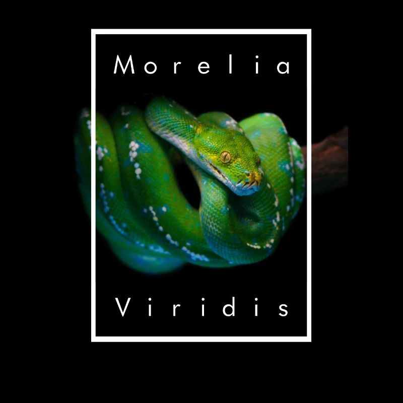 Morelia Viridis Grüner Baum Python Schlangenhalter